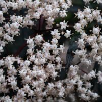 Créer une bordure de jardin élégante facilement