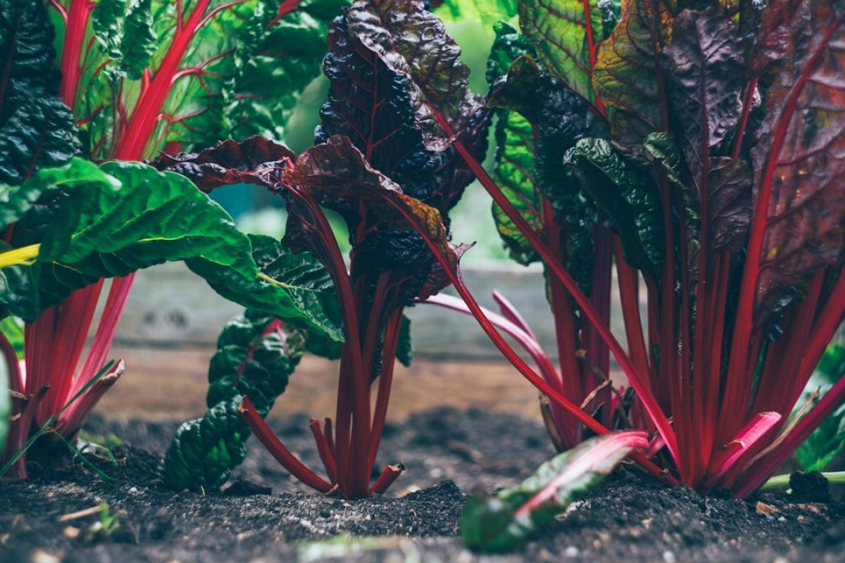 Créer un potager durable grâce à la permaculture