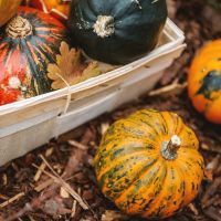 Créer un bac potager simple et productif