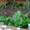 Créer un potager maison facilement chez soi