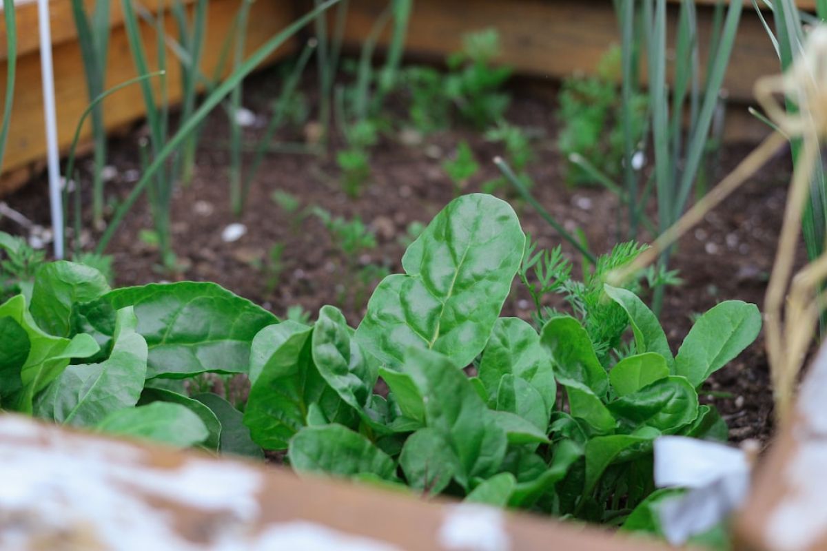 Créer un potager maison facilement chez soi