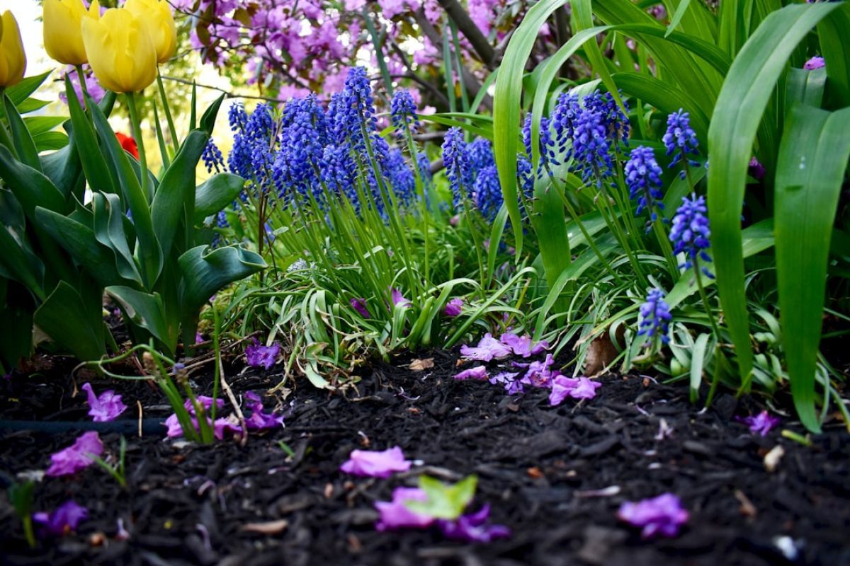 Paillage potager : secrets pour booster vos récoltes