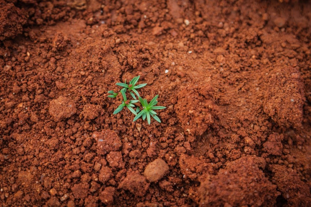 Terreau potager : le secret d'un sol fertile